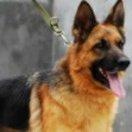 小米在掘金57996的个人资料头像