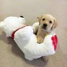 胖胖胖墩洛的个人资料头像