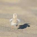 墨尔本晴本尊的个人资料头像