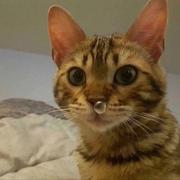 hanwensheng的个人资料头像