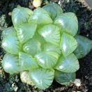 月影若湖的个人资料头像