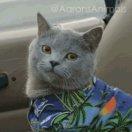 胡越不想说话的个人资料头像