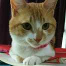 victim的个人资料头像