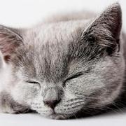 小胡萝北的个人资料头像