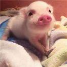 赤子本尊的个人资料头像