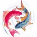 AA孤独终老的个人资料头像