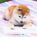 lcy酱的个人资料头像