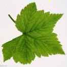 日月光华的个人资料头像