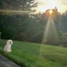 六眼飞鱼在掘金的个人资料头像