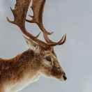 大花鹿的个人资料头像