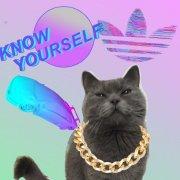 猫头油的个人资料头像