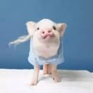 小破孩的个人资料头像