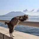 部落大圣的个人资料头像