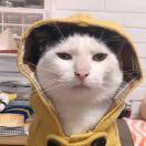 清纯男程序员蠢蠢的个人资料头像