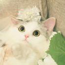 倾城月光淡如水的个人资料头像