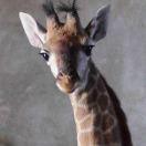 楽的个人资料头像