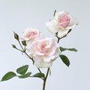 天山揽月的个人资料头像