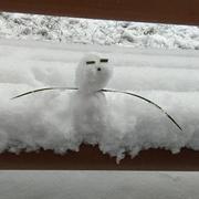 Abamboo的个人资料头像