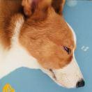 林PC的个人资料头像