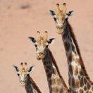 邪上人的个人资料头像