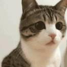 李奡的个人资料头像