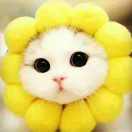 木槿花开在掘金的个人资料头像