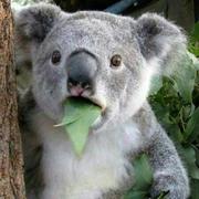 shushi1010君的个人资料头像