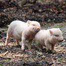 Thompson酱的个人资料头像