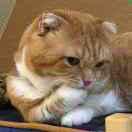 没有小鱼干了的个人资料头像