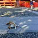 Ink_peng的个人资料头像