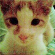 devilkidd本尊的个人资料头像