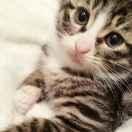 对方正在睡觉的个人资料头像