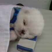 亚非V了个博的个人资料头像