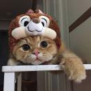 爱吃Kiwi的个人资料头像