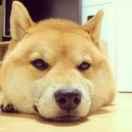 逍遥哥的个人资料头像