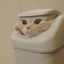 lcy在掘金62244的个人资料头像