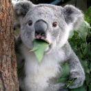 鑫巴的个人资料头像