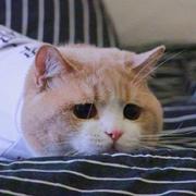 有牌面的小喵咪的个人资料头像