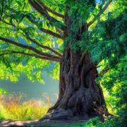 Dahaige的个人资料头像