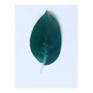 红茶的个人资料头像