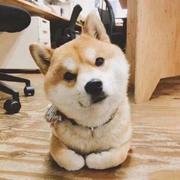 MaoBigger的个人资料头像