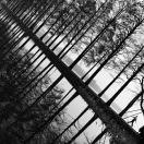 小毛驴lv99的个人资料头像