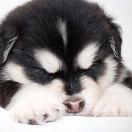 飞飞超人的个人资料头像