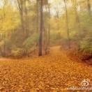 林中路的个人资料头像