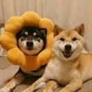 海带and紫菜的个人资料头像