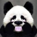 CharyGao的个人资料头像