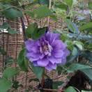 白羊小妖的个人资料头像