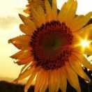 ruiec762679的个人资料头像