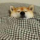 柴柴的个人资料头像