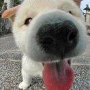 骑猪上高速的个人资料头像